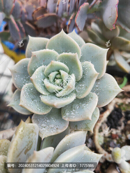 多肉植物