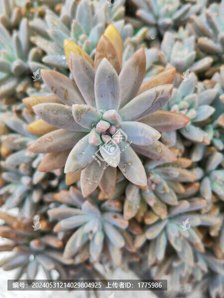 多肉植物