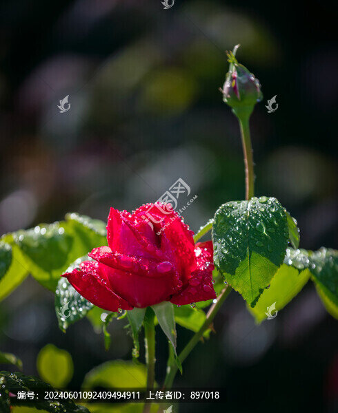 雨后月季