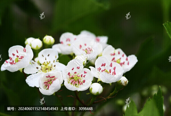 山楂花