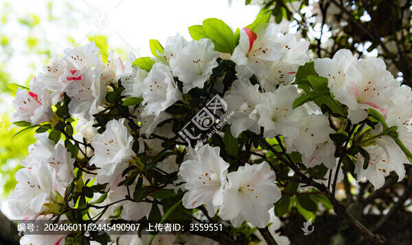 杜鵑花