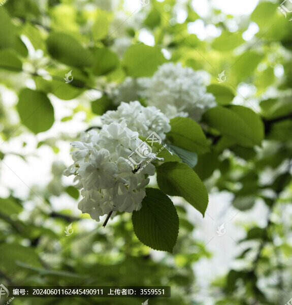 繡球花