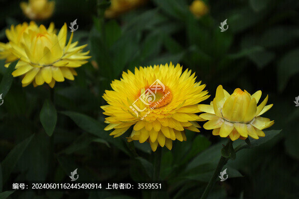 蠟菊