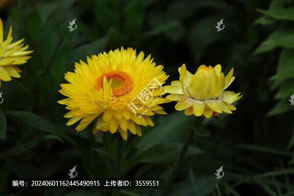 蠟菊