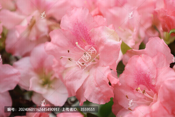 杜鵑花