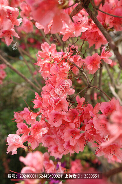 杜鵑花