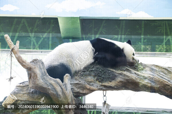 廣州動(dòng)物玻璃后的熊貓睡覺特寫
