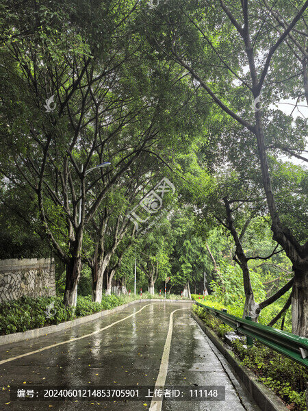 榕樹大路