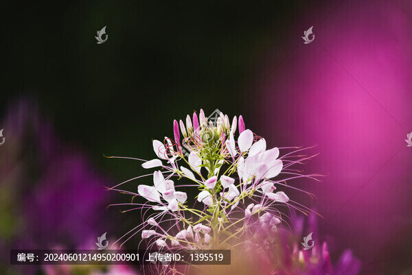 醉蝶花