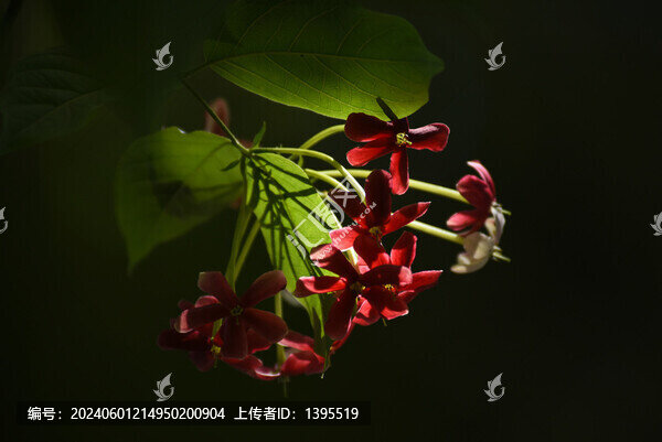 使君子花