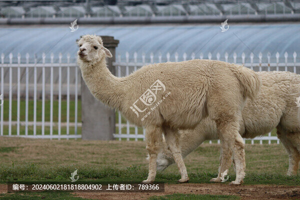 羊駝