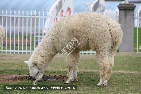羊駝草泥馬