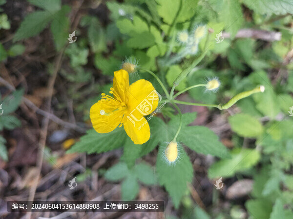 白屈菜的花朵