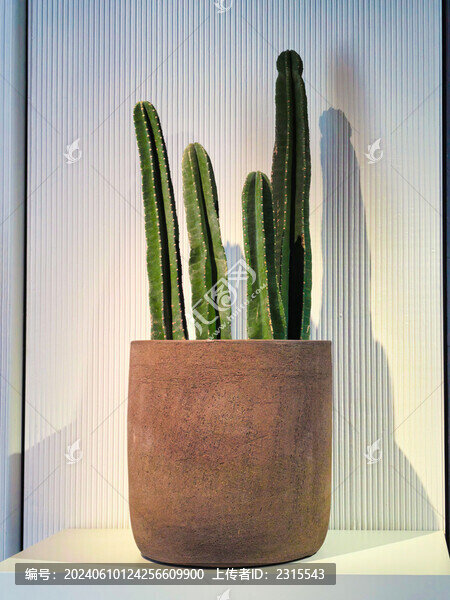一盆仙人掌