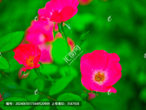 薔薇花
