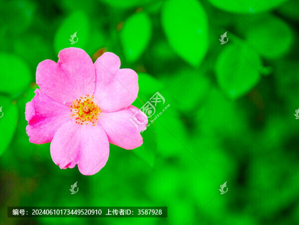 薔薇花