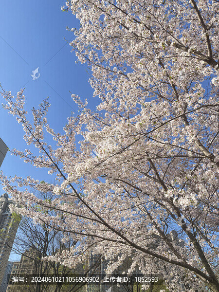 櫻花