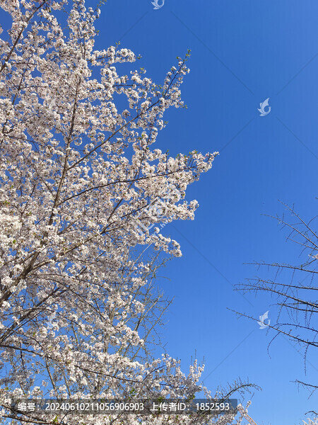 櫻花