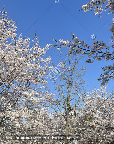 櫻花