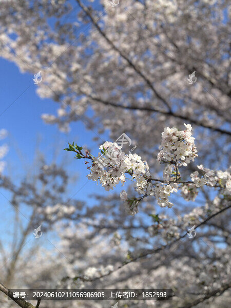 櫻花