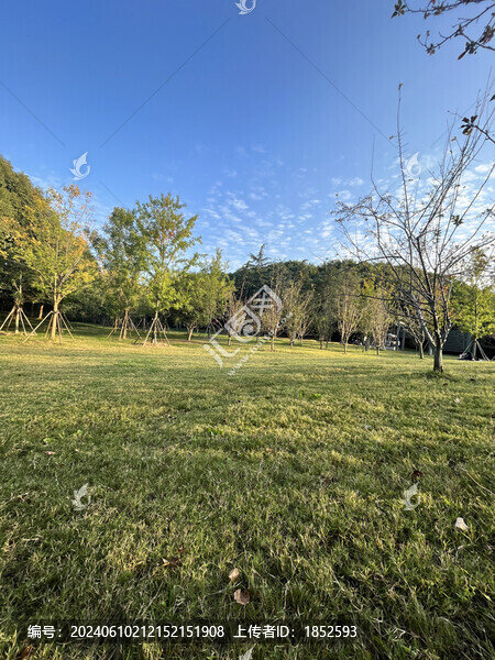 草地和樹林