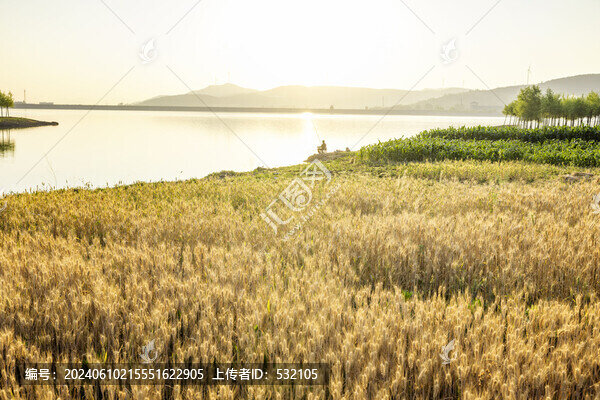 麥田麥?zhǔn)? title=