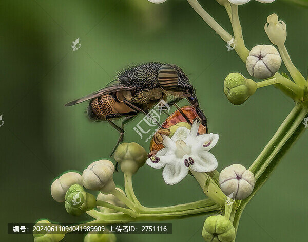 蜂蝶蛛蠅