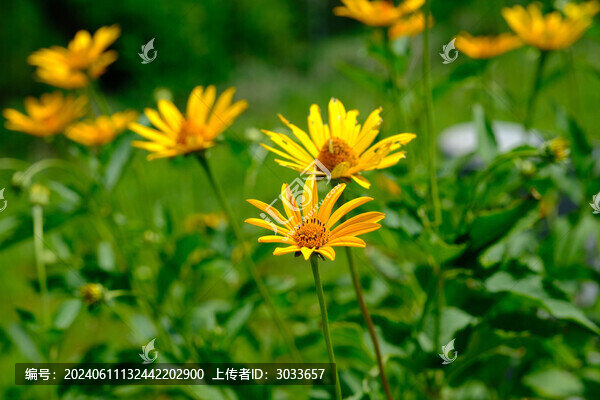 野菊花