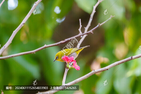 吃花蜜的灰腹繡眼鳥