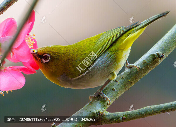 吃花蜜的灰腹繡眼鳥