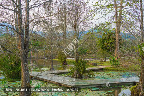 西雙版納中科植物園里的綠植景觀
