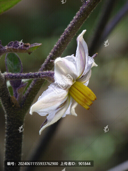 一朵茄子花