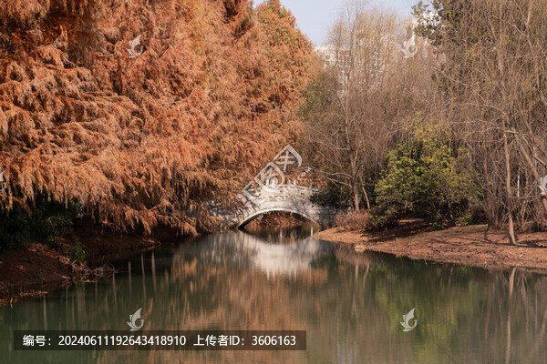 蘇州石湖水杉