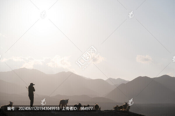 甘肅武威郊外牧羊人放牧