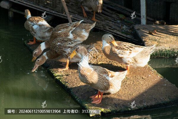 散養(yǎng)土鴨