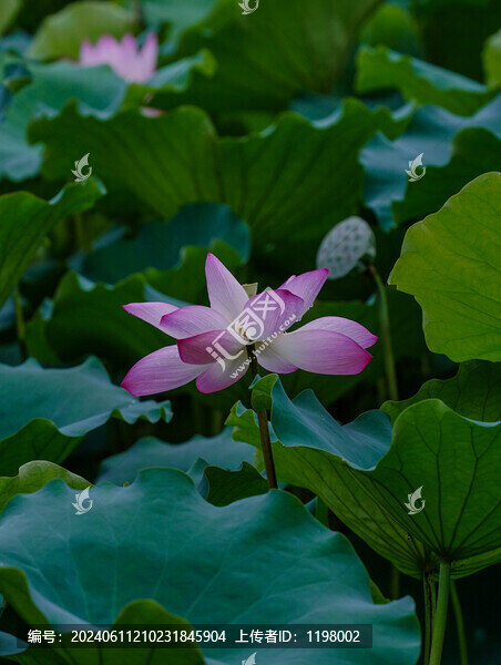 荷花
