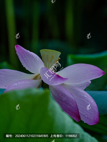 荷花