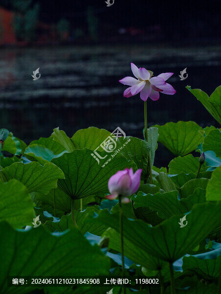 荷花