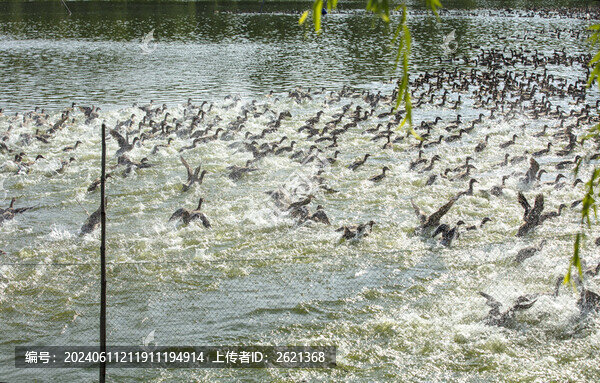散養(yǎng)土鴨