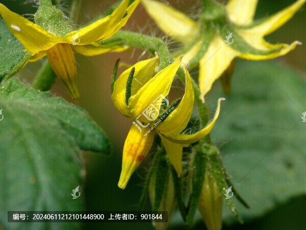 番茄的開花期