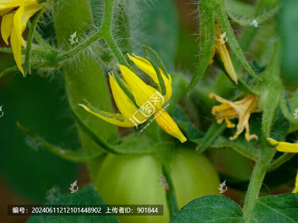 番茄的開(kāi)花期