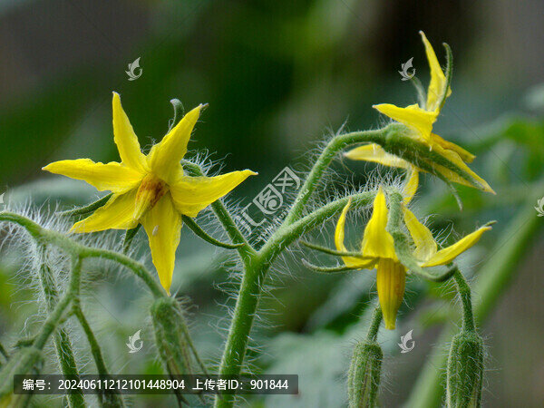 番茄的開(kāi)花期