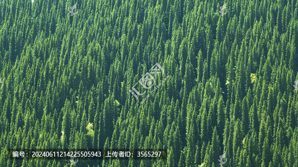 新疆森林植被高山
