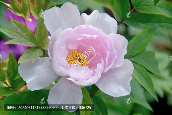 中國(guó)國(guó)花園五月坊室內(nèi)牡丹