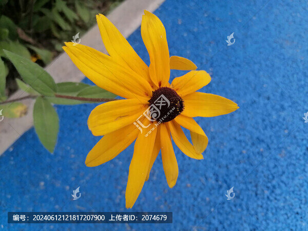 黑心金光菊
