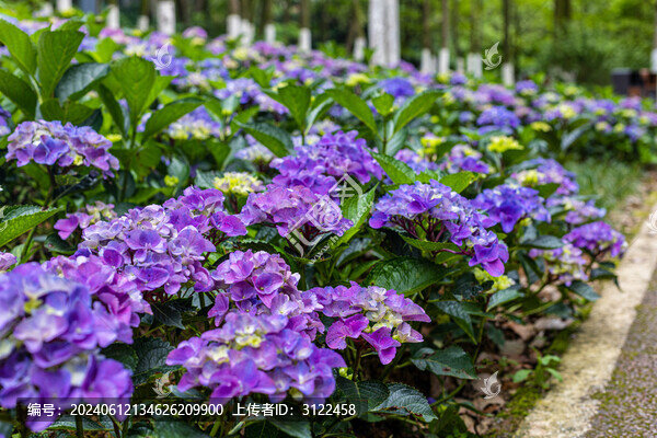 繡球花