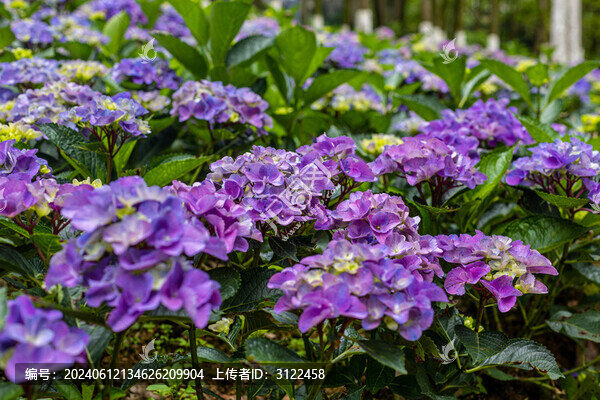 繡球花