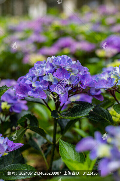 繡球花