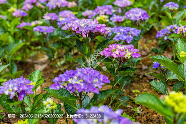 繡球花