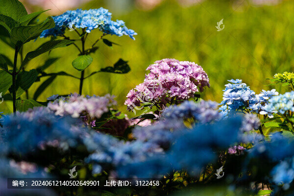 繡球花